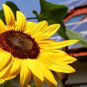 Compact Solar Panel for Budget-Friendly Homes
